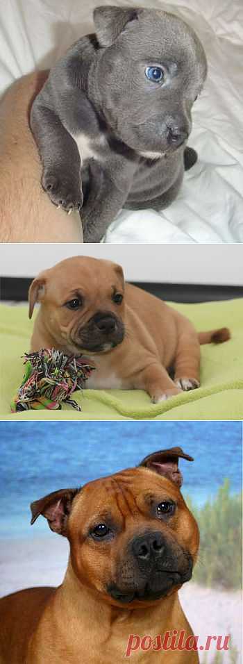 Стаффордширский бультерьер - фото, описание породы, стандарты, щенки | Animal.ru