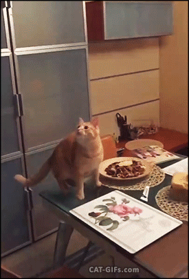 Кошки на кухне - пушистая катастрофа!
Анекдоты и высказывания о кухне и диете :)