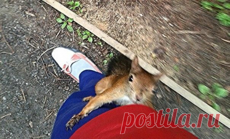 В Якутии белки нападают на людей: О времена, о нравы! | SakhaPress.ru