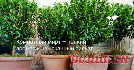 Комнатный мирт — тонкий аромат и изысканный силуэт Возможность формировать силуэт по своему усмотрению и устойчивость к сквознякам делают мирт уникальным зеленым акцентом не только для интерьера. Да и способность улучшать воздух у миртов не стоит оценивать только как приятный бонус.