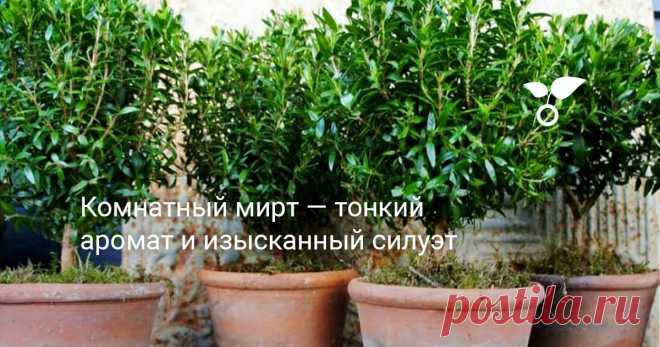 Комнатный мирт — тонкий аромат и изысканный силуэт Возможность формировать силуэт по своему усмотрению и устойчивость к сквознякам делают мирт уникальным зеленым акцентом не только для интерьера. Да и способность улучшать воздух у миртов не стоит оценивать только как приятный бонус.