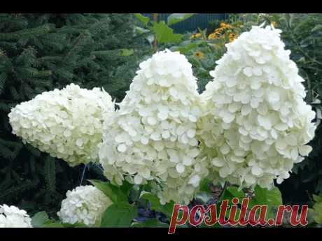 Гортензия метельчатая «Полярный медведь» (Hydrangea paniculata «Polar Bear»)