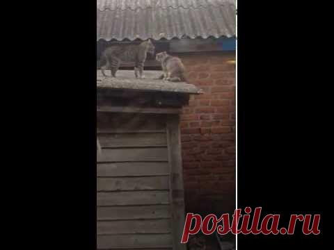 (+1) тема - Переубедил | Четвероногий юмор