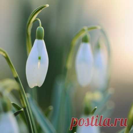 КАКОЙ СЕГОДНЯ ПРАЗДНИК? 24 Марта 2017 г. – Пятница • Международный день борьбы с депрессией • День рождения куриного окорочка • День вверх тормашками • Международный день права на установление истины в отношении грубых нарушений прав человека и достоинства жертв6 лет • Всемирный день борьбы с туберкулёзом135 лет • День штурманской службы ВВС РФ101 год • День посадки деревьев - Уганда • Именины у Василия, Евфимия, Софрония, Ивана, Георгия • Ефимов день