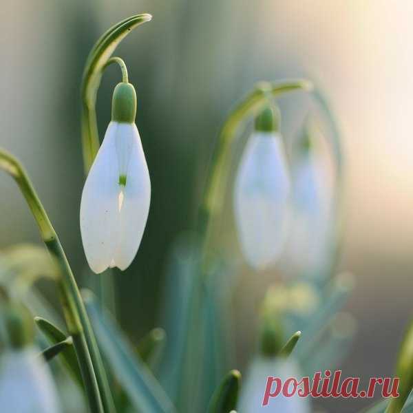 КАКОЙ СЕГОДНЯ ПРАЗДНИК? 24 Марта 2017 г. – Пятница • Международный день борьбы с депрессией • День рождения куриного окорочка • День вверх тормашками • Международный день права на установление истины в отношении грубых нарушений прав человека и достоинства жертв6 лет • Всемирный день борьбы с туберкулёзом135 лет • День штурманской службы ВВС РФ101 год • День посадки деревьев - Уганда • Именины у Василия, Евфимия, Софрония, Ивана, Георгия • Ефимов день