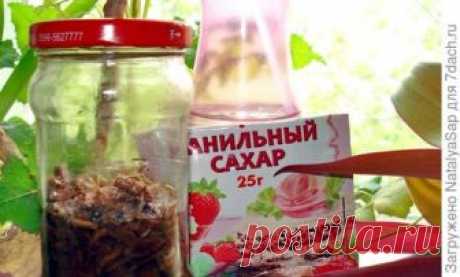 Защищаемся от комаров и мошек: способ, который теперь применяем постоянно