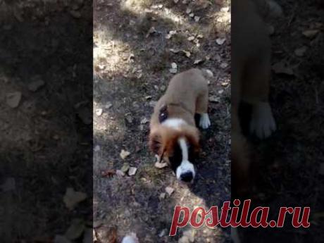 Дрессировка щенка сенбернара