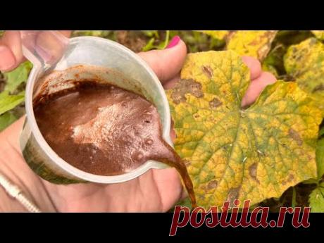 СРОЧНО спасите растения от жарких дней 1 стаканом! Желтеют, маточное поголовье пропадает,