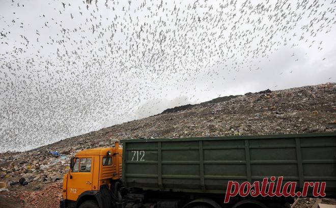 Глава мусорного оператора объяснил конфликт с депутатами-«экосексуалами». Директор оператора по вывозу мусора в Томске Михаил Курилов заявил РБК, что назвал экосексуалами депутатов, которые мешали покупке мусоровозов. Он не согласился с тем, что это оскорбление