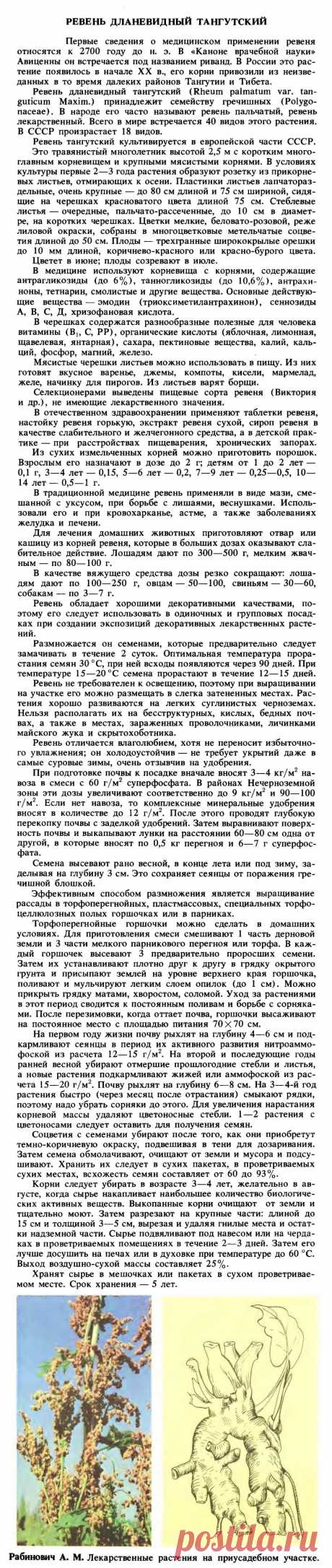 Ревень дланевидный тангутский