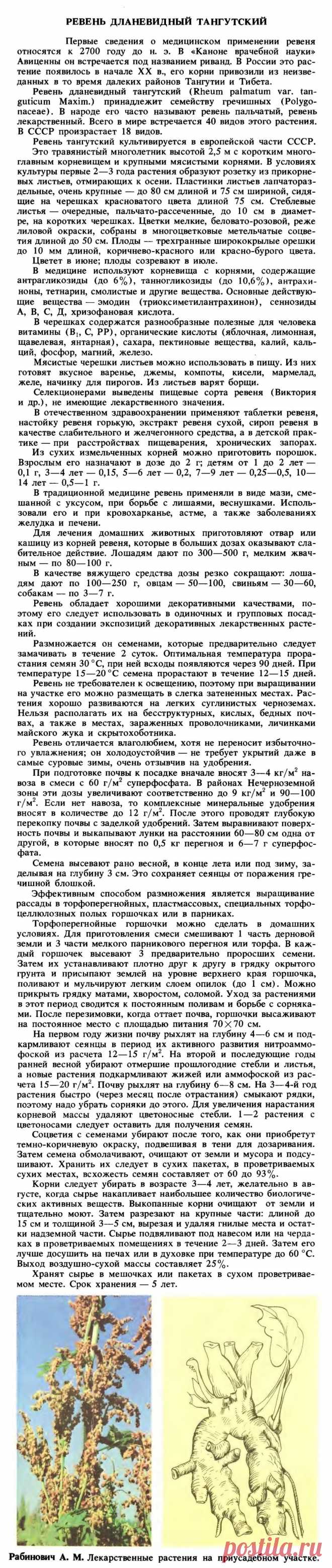 Ревень дланевидный тангутский