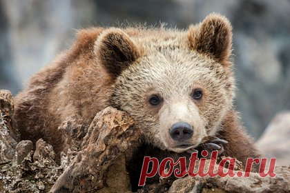 Похищенного «фотобизнесменами» медвежонка спасли в Дагестане. В Дагестане спасли медвежонка, которого браконьеры похитили у матери-медведицы. Животное хотели использовать в фотобизнесе. Медвежонок жил на цепи, спал на бетонном полу, а кормили его только хлебом. Днем медведя по кличке Бурушка водили по побережью и предлагали туристам сфотографироваться с ним.