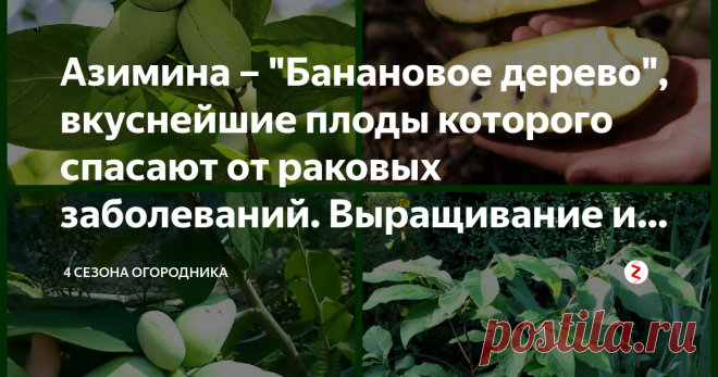 Азимина – 