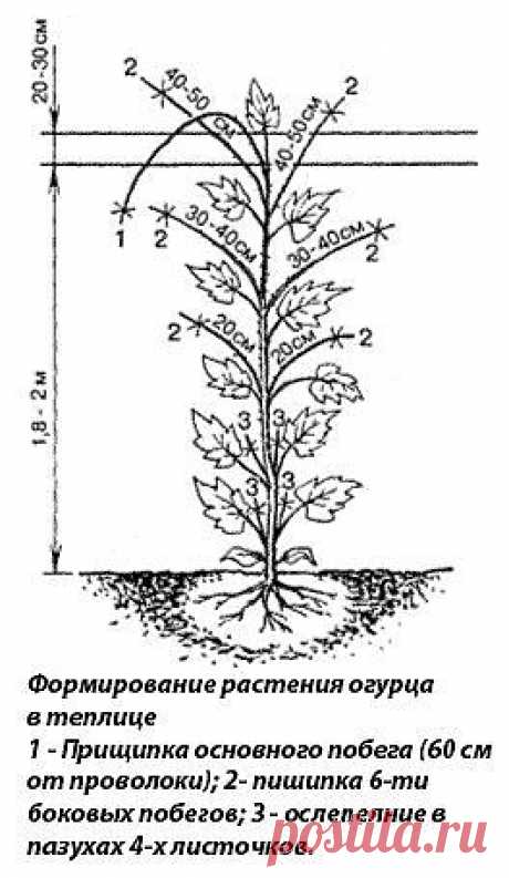 КАК ФОРМИРОВАТЬ ОГУРЦЫ В ТЕПЛИЦЕ.