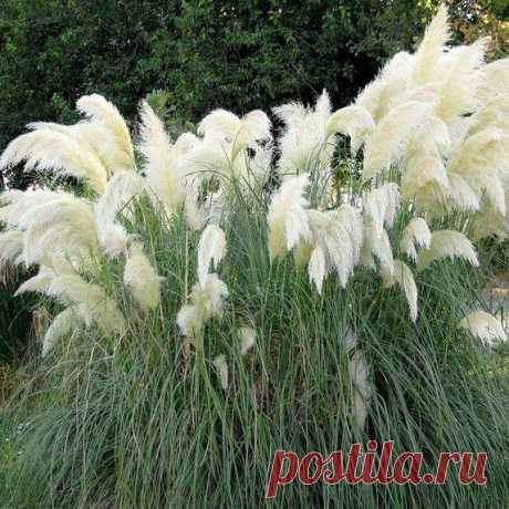 🌱 Кортадерия Селло White Plume по цене от 175 р: саженцы - купить в Москве с доставкой - интернет-магазин Все Сорта