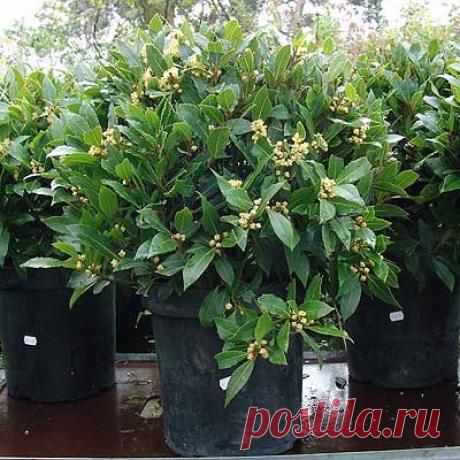 Советы по зимовке кадочных растений