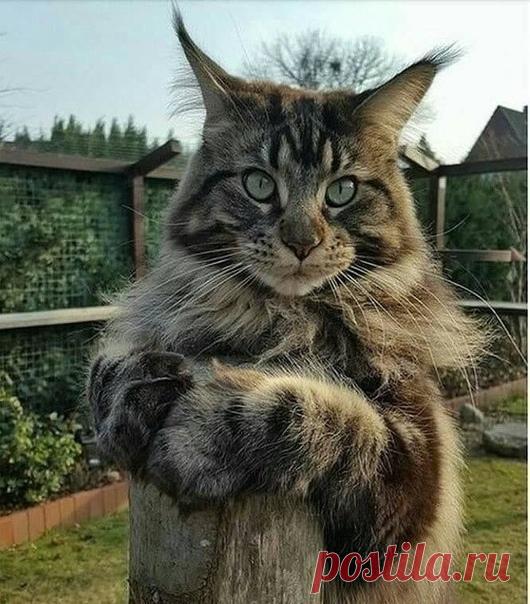 Так позирует)) Ну красавец))