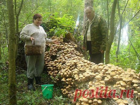 МЕЧТА ГРИБНИКА
