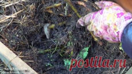ЛЕНИВЫЙ КОМПОСТ ЗА 2 МИНУТЫ ПРЯМО НА ГРЯДКЕ!!!