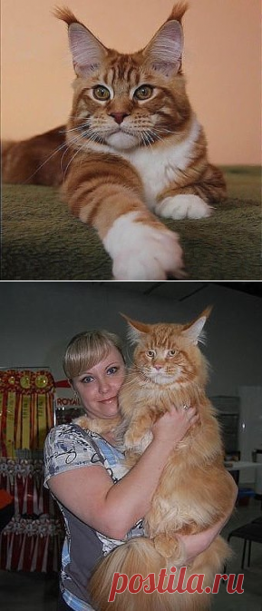(19) Одноклассники