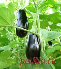 Баклажан — Посадка, выращивание, уход, уборка баклажанов