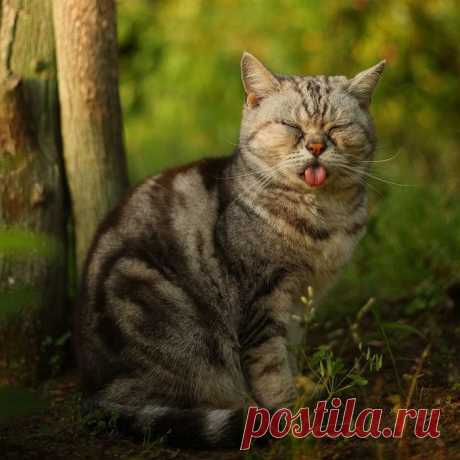 Бездомные коты на улицах Токио / Питомцы