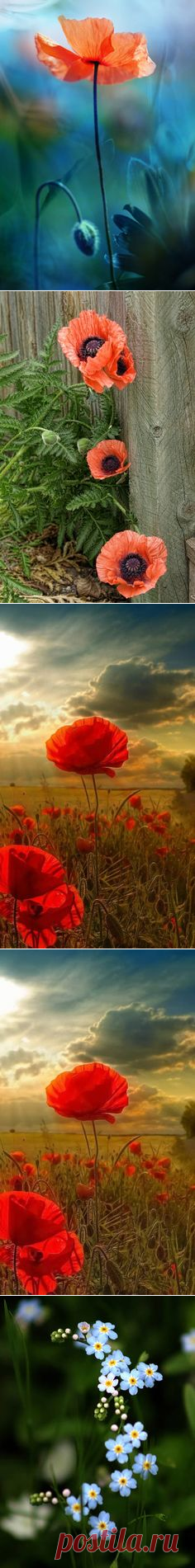 (1077) Poppies | Beauty in Art & Photography