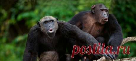 Сейчас про социальное дистанцирование не слышал разве что ленивый. Однако к нему прибегают не только люди, но и некоторые другие представители фауны. Почитайте, как самые разные животные, от пчел и лобстеров до мышей и шимпанзе, избегают эпидемий.