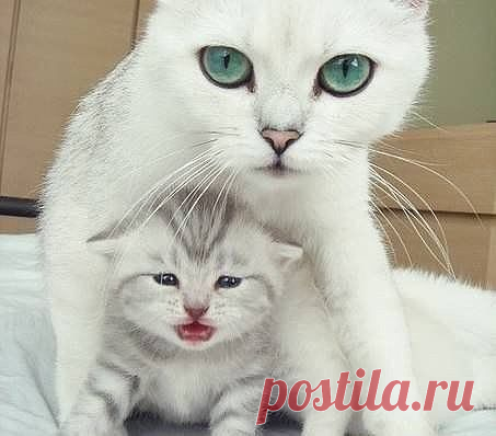 Мама, в обиду не даст.