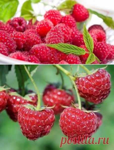 * * * * * * * * * * * *