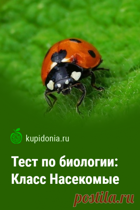 Тест по биологии: Класс Насекомые (Пасечник, 7 класс). Проверочный тест по биологии для 7 класса по учебнику Пасечника. Пройди тест на сайте и проверь свои знания!