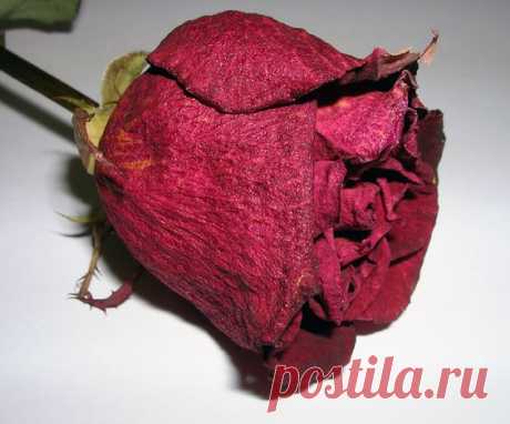 Prácticas Ideas para el Hogar...: Cómo secar flores: las mejores formas de conservar un ramo