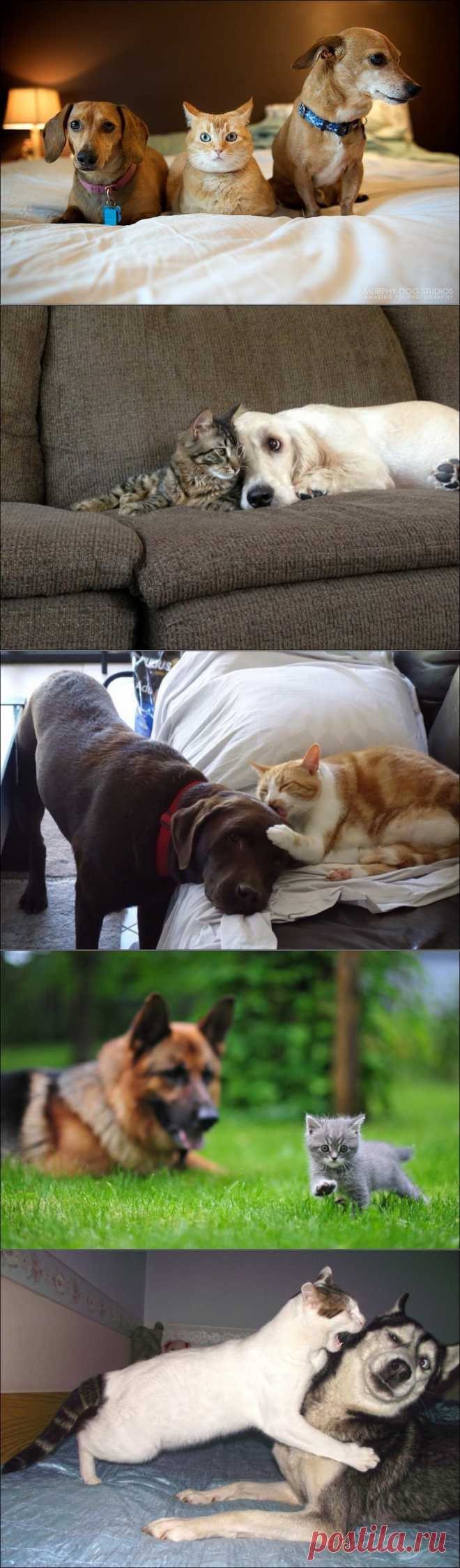Коты и собаки (31 фото) | Прикол.ру — приколы, картинки, фотки и розыгрыши!