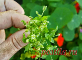 Трава, которая рассасывает опухоли