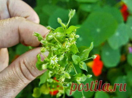 Трава, которая рассасывает опухоли