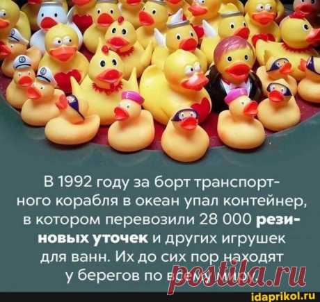 1992 году за борт транспорт- ного корабля в океан упал контейнер, в котором перевозили 28 000 рези- новых уточек и других игрушек для ванн. Их до сих пор находят у берегов по всему миру. - ) / АйДаПрикол .)
