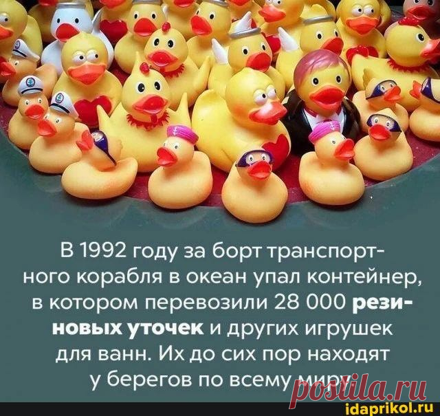 1992 году за борт транспорт- ного корабля в океан упал контейнер, в котором перевозили 28 000 рези- новых уточек и других игрушек для ванн. Их до сих пор находят у берегов по всему миру. - ) / АйДаПрикол .)