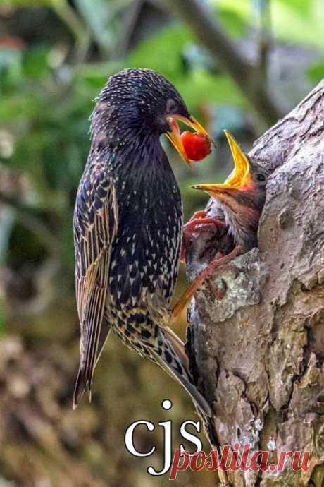 Google+