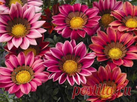 Гацания выращивание из семян когда сажать и как вырастить