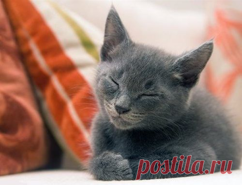ПОЧЕМУ КОШКИ МУРЛЫКАЮТ?