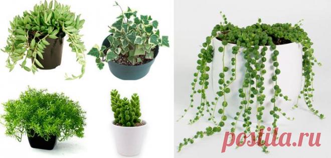 Крестовник Крестовник (Senecio) имеет прямое отношение к семейству сложноцветные (Asteraceae). Такие однолетники либо многолетники представлены кустарниками, полукустарниками, травянистыми растениями или небольш...