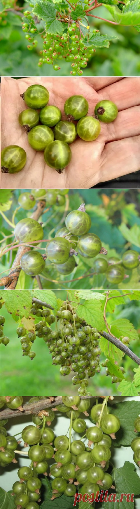 Зеленоплодная смородина: экзотические сорта - Мы на даче.