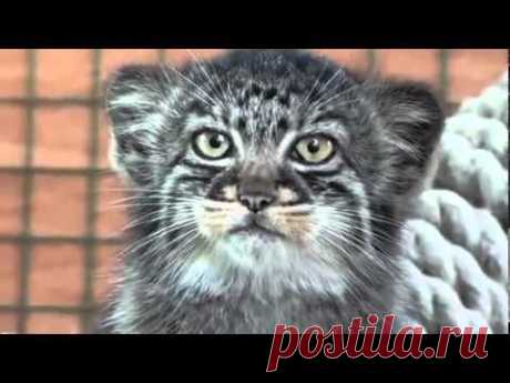 Кот манул
