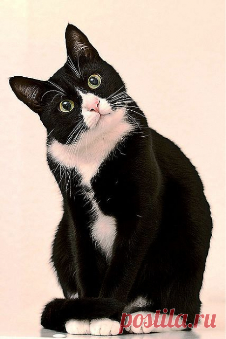 Katze | Flickr - Photo Sharing!