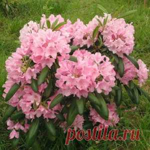 Чтоб зацвел рододендрон