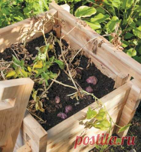 Build Your Own Potato-Growing Box - Quarto Homes
