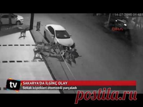 Угнать за 60 секунд: банда собак-хулиганов вскрыла автомобиль