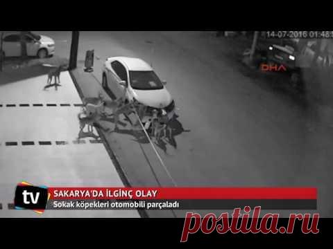 Угнать за 60 секунд: банда собак-хулиганов вскрыла автомобиль