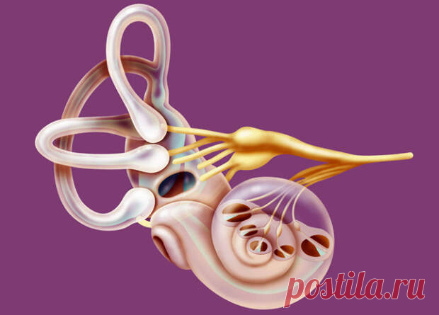 Тренировка вестибулярного аппарата замедляет старение - ПолонСил.ру - социальная сеть здоровья - Медиаплатформа МирТесен Удивительно, но процесс старения нашего организма напрямую зависит от работы вестибулярного аппарата. Если вы не можете долго удерживать равновесие, то это признак увядания. Почему это происходит и как при помощи гимнастики тренировать вестибулярный аппарат, а значит остановить процессы старения - 6 декабря - 43751507396 - Медиаплатформа МирТесен