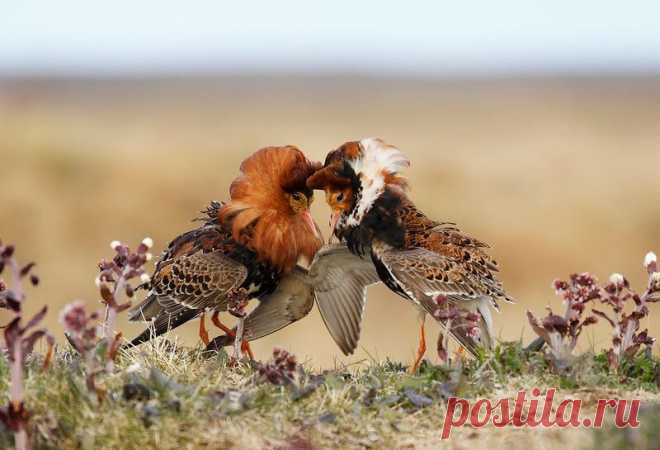 15 ослепительных фотографий птиц России | WWF России | Яндекс Дзен